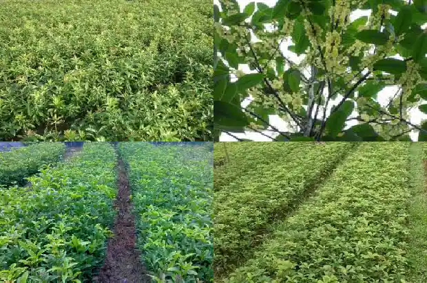 盆栽桂花树用什么肥料比较好1681693774415