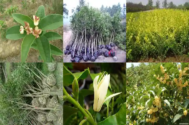 盆栽桂花树用什么肥料比较好1681693774463