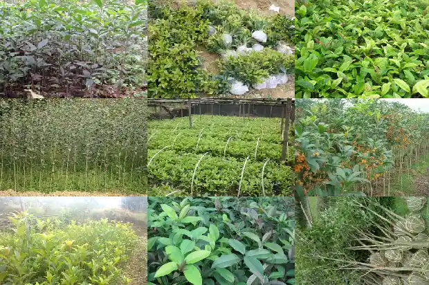 桂花树施肥用什么肥料好1681693858592