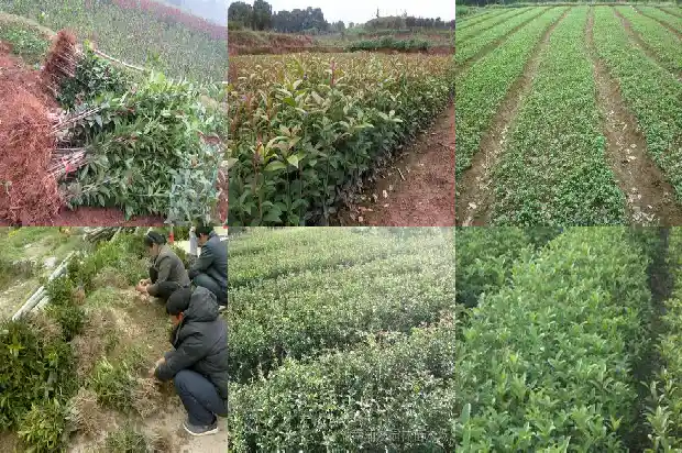 桂花树施肥用什么肥料好1681693858640