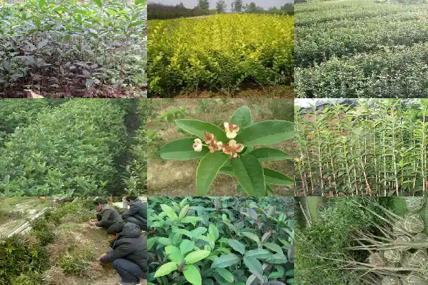 桂花树用什么肥料叶子长得好看1681693944961
