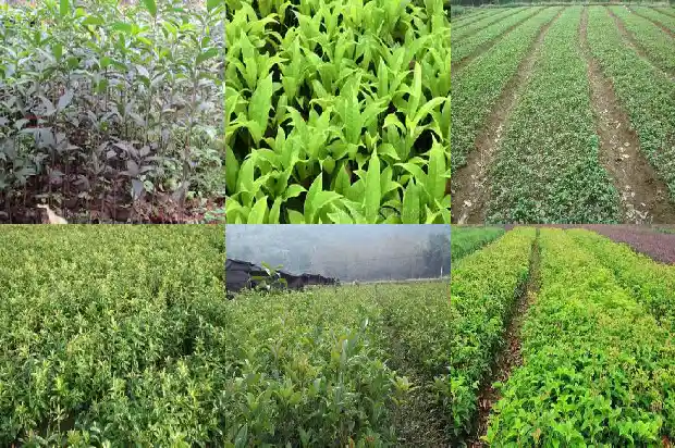桂花树盆栽用什么肥1681694012103