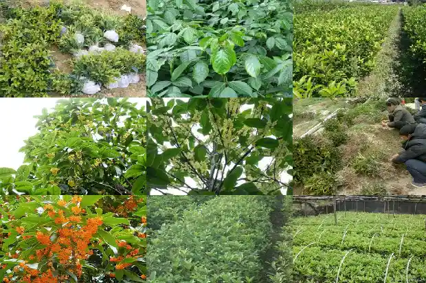 桂花树盆栽用什么肥1681694012151
