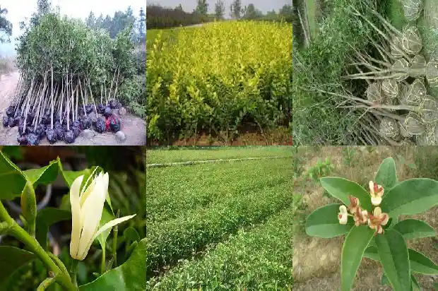 桂花树是什么肥最好1681694085117