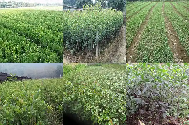 桂花树是什么肥最好1681694085165