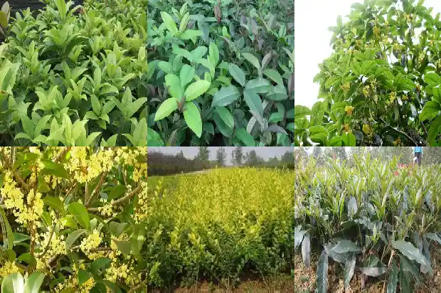 桂花是不是灌木的一种1688436307952