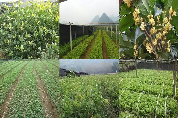 桂花树的养殖用什么肥料比较好1681694167413