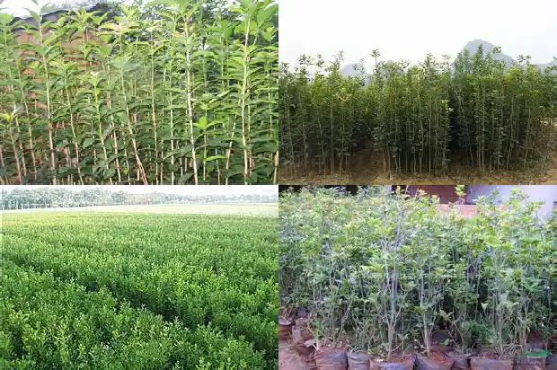 桂花树的养殖用什么肥料比较好1681694167508