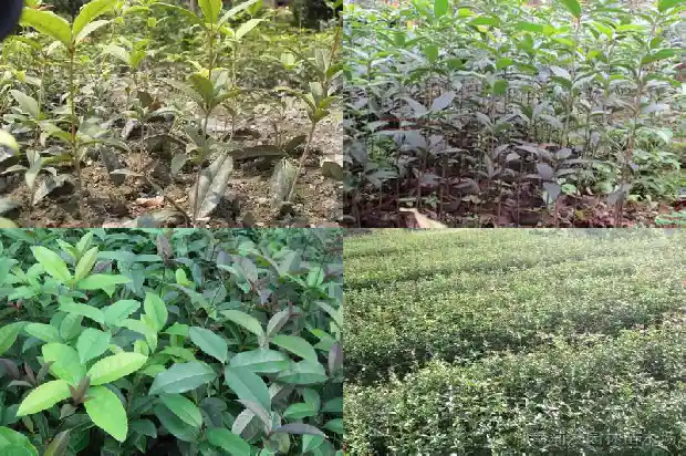 桂花树适合用什么肥料施肥1681694249746