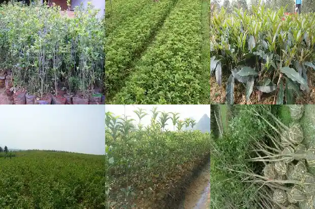 桂花树适合用什么肥料施肥1681694249794
