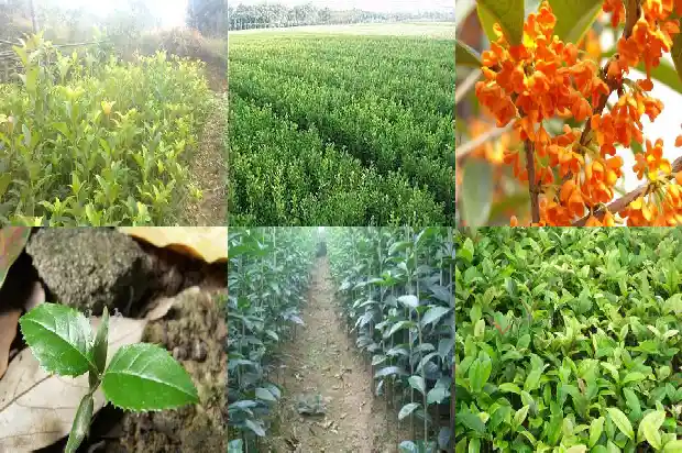 桂花树适合用什么肥料修剪1681694366347
