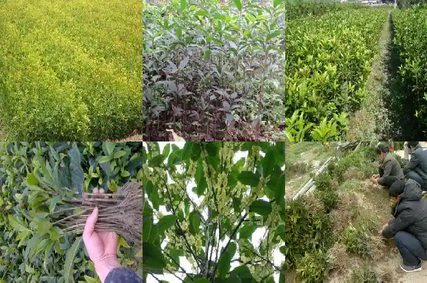 桂花树适合用什么肥料修剪1681694366394