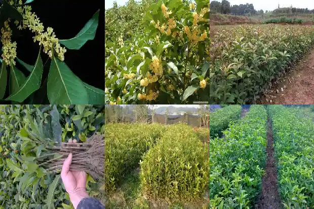桂花树适合用什么肥料修剪1681694366440