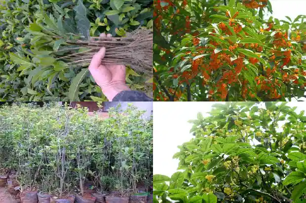 桂花树适合施什么肥料1681694445194