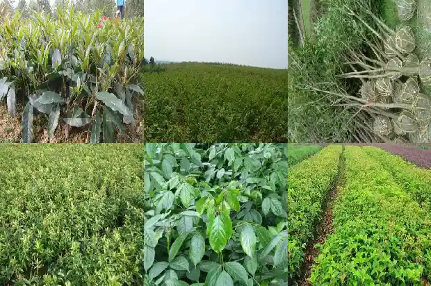 桂花树适合施什么肥料1681694445241