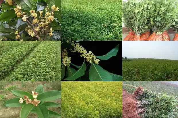 桂花树适合施什么肥料1681694445289