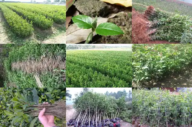 桂花的花很小不像什么1688689721585