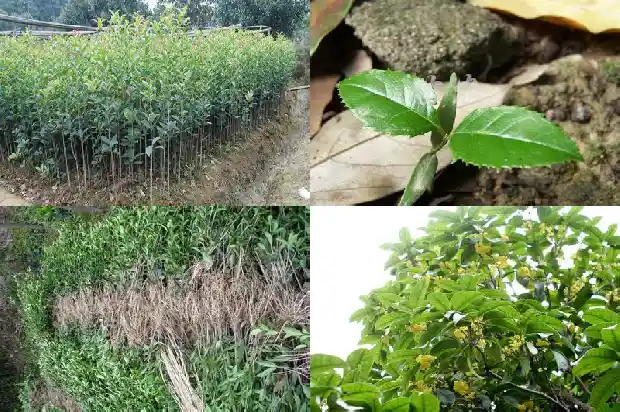 桂花树盆栽落叶怎么办1681694674452