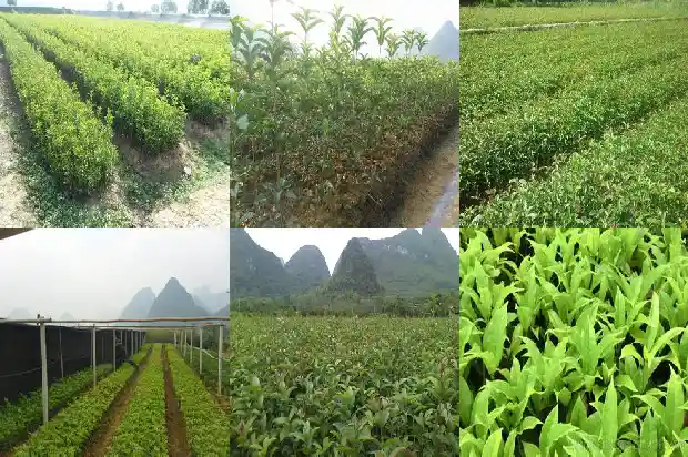 桂花树盆栽落叶怎么办1681694674500