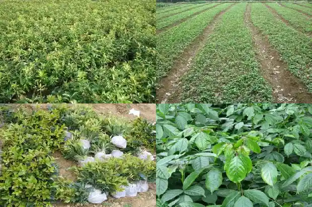 桂花树盆栽落叶怎么办1681694674548