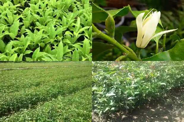 桂花树30公分多少钱一棵1689727133247