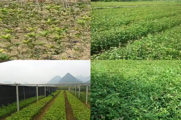 桂花树盆栽可以放家里吗1681694795229