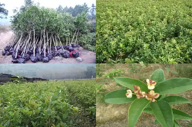 桂花的扦插时间与方法1681694877866
