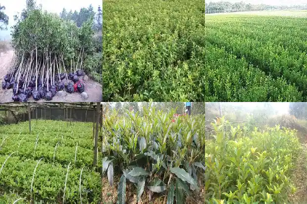 桂花的扦插时间与方法1681694877962