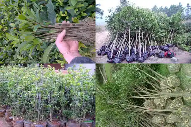 家院栽桂花到底好不好1681694967276