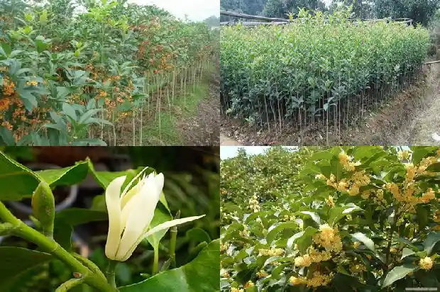 家院栽桂花到底好不好1681694967324