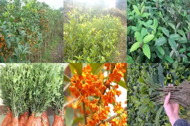 家院栽桂花到底好不好1681694967372