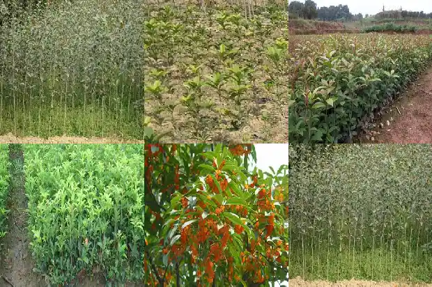 家院栽桂花到底好不好1681694967420