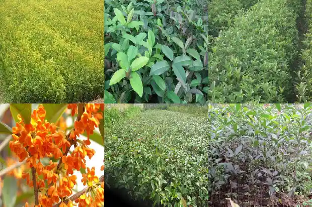 桂花的叶子干硬脱落但还是绿的1681695051106