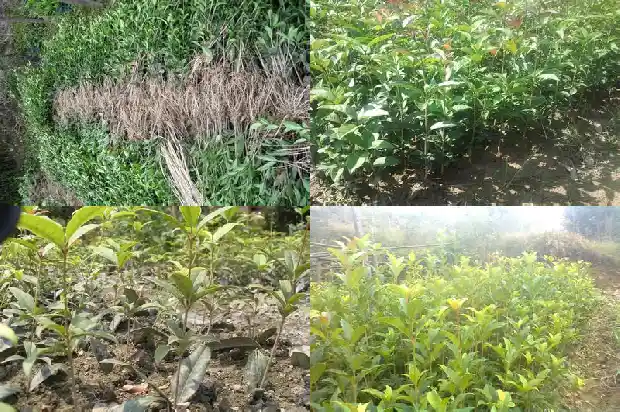 桂花的叶子干硬脱落但还是绿的1681695051154