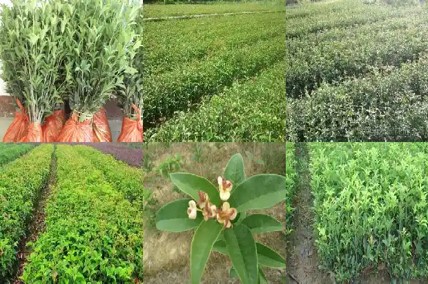 家里为什么不能种桂花1681695123327