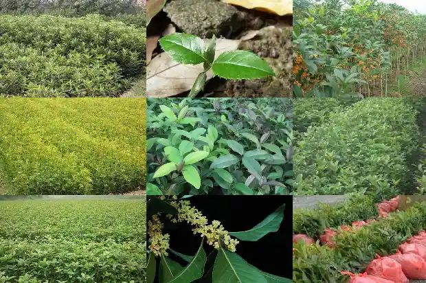 陕西有桂花树吗现在1689899643300