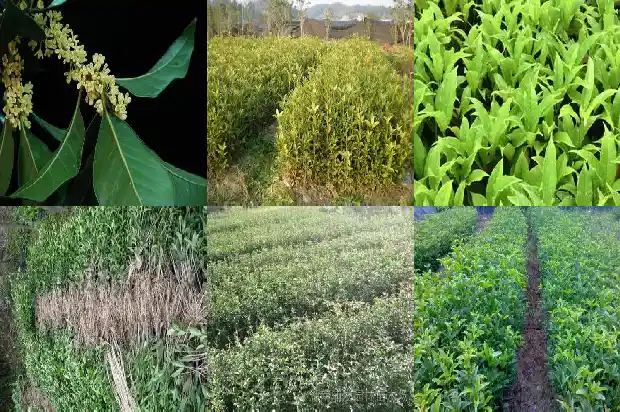 嫁接四季桂花树怎么养1681695195312