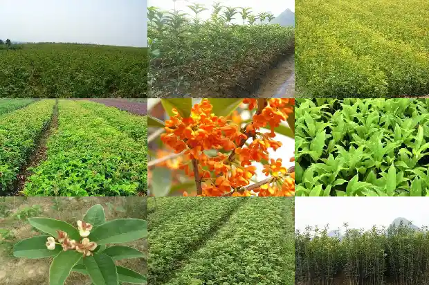 什么叫四季桂花1681695526883