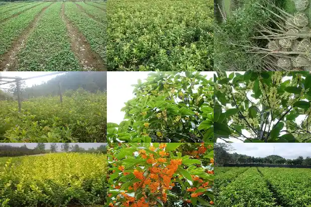 院子里桂花树间隔多少米最好呢1690849985368