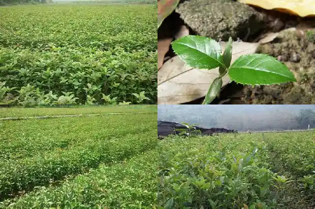 四季桂花剪枝后剪口用处理吗1681695803328