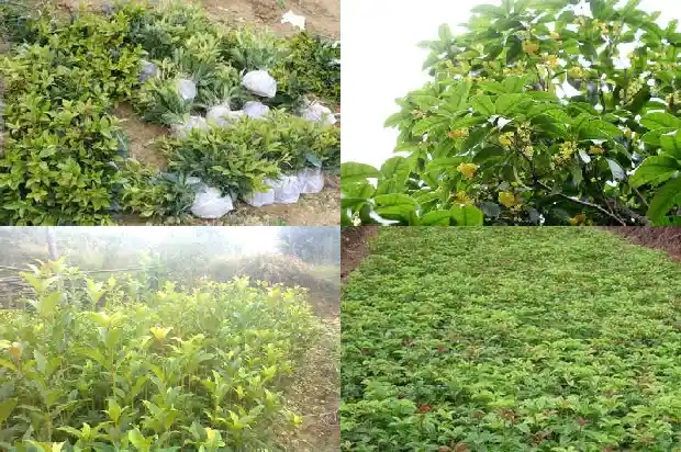 四季桂花什么样子1690763987507