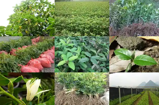 四季桂花剪枝后剪口用处理吗1681695803421