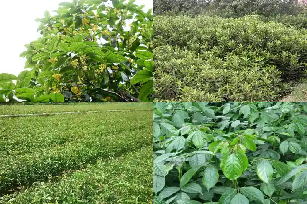 四季桂花的修剪1681695877489