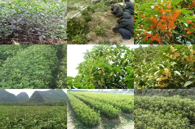 盆栽桂花怎么养殖1681696122297