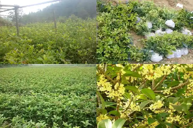 大门前能栽桂花树吗风水1690677355618