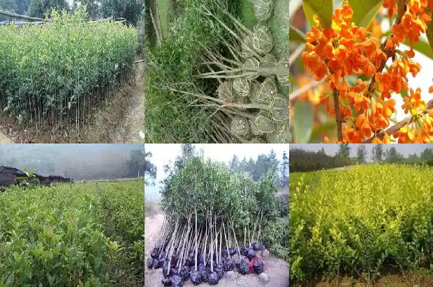 盆栽桂花怎么养护和注意事项1681696296114