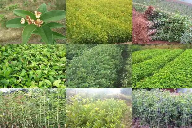 金桂花树的养殖方法和注意事项1681696374233