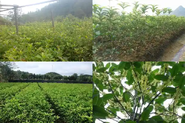 四季桂花盘栽1681696521500