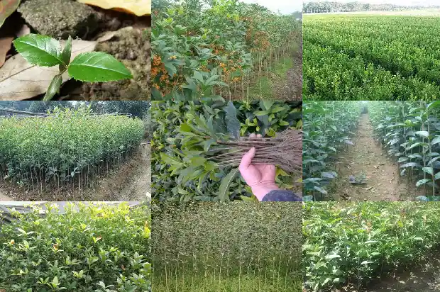 四季桂花盘栽1681696521548