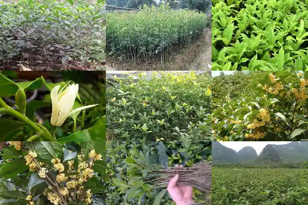 桂花盆景的养护方法1681696602369